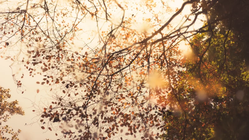 Die Schönheit des Herbsts